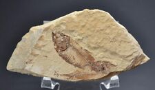 conchiglie fossili usato  Sassari
