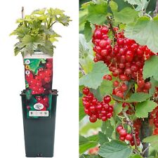 Redcurrant ribes jonkheer for sale  UK
