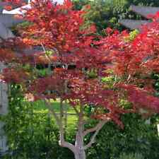 Japanese red maple for sale  Omaha