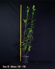 Lauro ceraso piante usato  Albareto