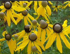 Coneflower grey headed for sale  Sevierville