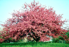 Robinson crab apple for sale  Beachwood