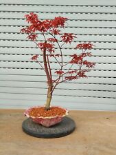 Acer palmatum atropurpureum for sale  Shipping to Ireland