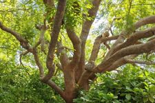 Chinese elm ulmus for sale  Trabuco Canyon