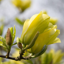 Magnolia tree standard for sale  IPSWICH