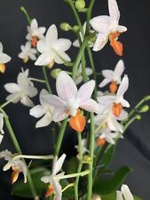 Phalaenopsis mini mark for sale  LONDON