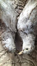 Taxidermy birds damaged for sale  UK