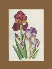 Iris germanica solid usato  Vanzaghello