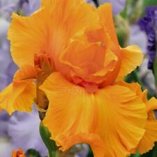 Iris blooming orange for sale  LONDON