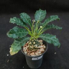 Used, 3: Dorstenia foetida :: succulents  for sale  Shipping to South Africa