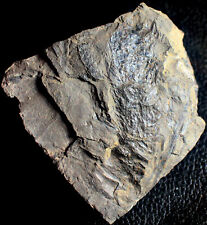 Lepidostrobus - Fóssil carbonífero cone de lepidodendro, usado comprar usado  Enviando para Brazil