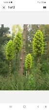 Puya chilensis hardy for sale  CHRISTCHURCH