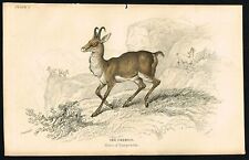 Eurasian chamois deer for sale  Shipping to Ireland