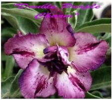 Adenium obesum purple for sale  NORWICH