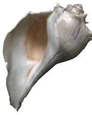 Large Sinistrofulgur Sinistrum Florida Sea Shell Seashell 10" Busycon Whelk, used for sale  Shipping to South Africa