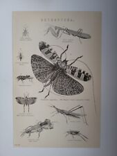 Used, Antique Print 1870 Orthoptera Engraving Lapland Cockroach Praying Mantis for sale  Shipping to South Africa