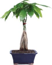 Bonsai money tree for sale  Chino