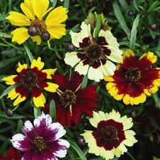 Coreopsis hybrida incredible for sale  IPSWICH