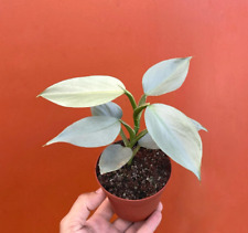 Silver sword philodendron for sale  Homestead