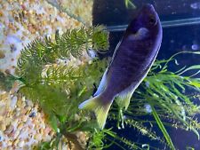 Mbuna cichlids yellow for sale  Cleveland
