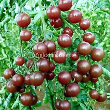 20x cherry tomato for sale  DEWSBURY