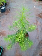 Larch trees litre for sale  NAIRN