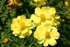Cosmos yellow tall for sale  Phoenix