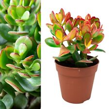 Crassula ovata 12cm for sale  GLASGOW