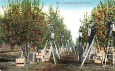 Apple orchard harvest for sale  Mansfield