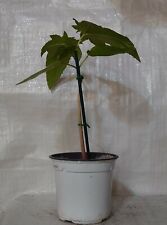 Castor oil plant for sale  PRESTON