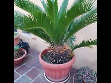 Cycas totale cm. usato  Vitulazio