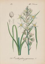 Pyrenäen-milchstern (Ornithogalum Pyrenaicum) Chromo-Lithographie From 1880 for sale  Shipping to South Africa