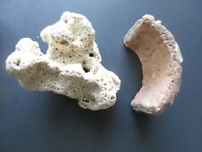 Coral fossil rock for sale  Freeville