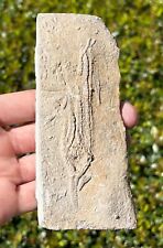 Nice fossil crinoid for sale  Coppell