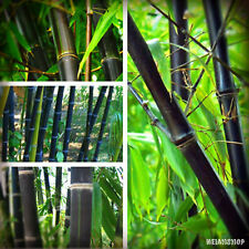 pianta bambu bambu usato  Arezzo