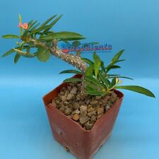 Euphorbia cylindrifolia tuberi for sale  Austin