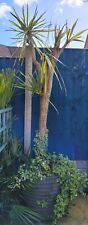 Tall palm tree for sale  DUDLEY