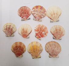 Small pink scallop for sale  BURY ST. EDMUNDS