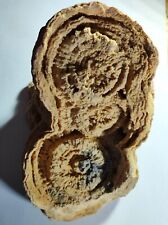 Stromatolith kreidezeit taouz gebraucht kaufen  Eisenach
