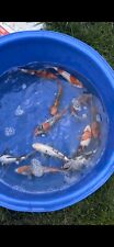 fish koi 14 black for sale  Youngstown