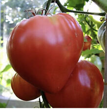 Giant tomato bull for sale  LOUGHTON