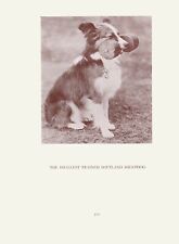 SMALLEST TRAINED SHELTIE SHETLAND SHEEPDOG OLD VINTAGE 1934 DOG PRINT  for sale  COLEFORD