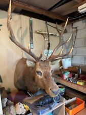 Large trophy mounted for sale  Cameron