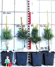 Pinus parviflora glauca gebraucht kaufen  Bad Bergzabern