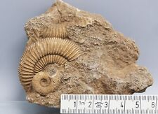 Ammoniten dactylioceras schlai gebraucht kaufen  Mittweida