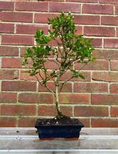 Privet outdoor bonsai for sale  LEEDS