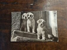 Cartolina cuccioli san usato  Marano Sul Panaro