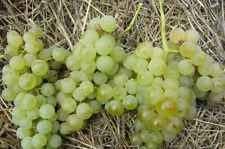 Pianta uva zibibbo usato  Maddaloni