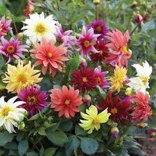 Thompson morgan dahlia for sale  LONDON