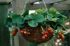 SEMILLAS DE FRESA TREPADORA ROJA, PLANTA FRUTAL DE JARDÍN - Semillas viables - VENDEDOR DEL REINO UNIDO segunda mano  Embacar hacia Argentina